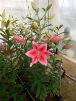 [5305 Lake Carey Mak No02.JPG]